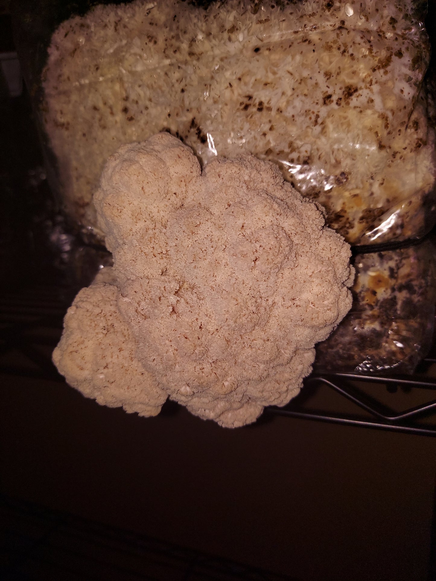 Lions Mane Grow Kit