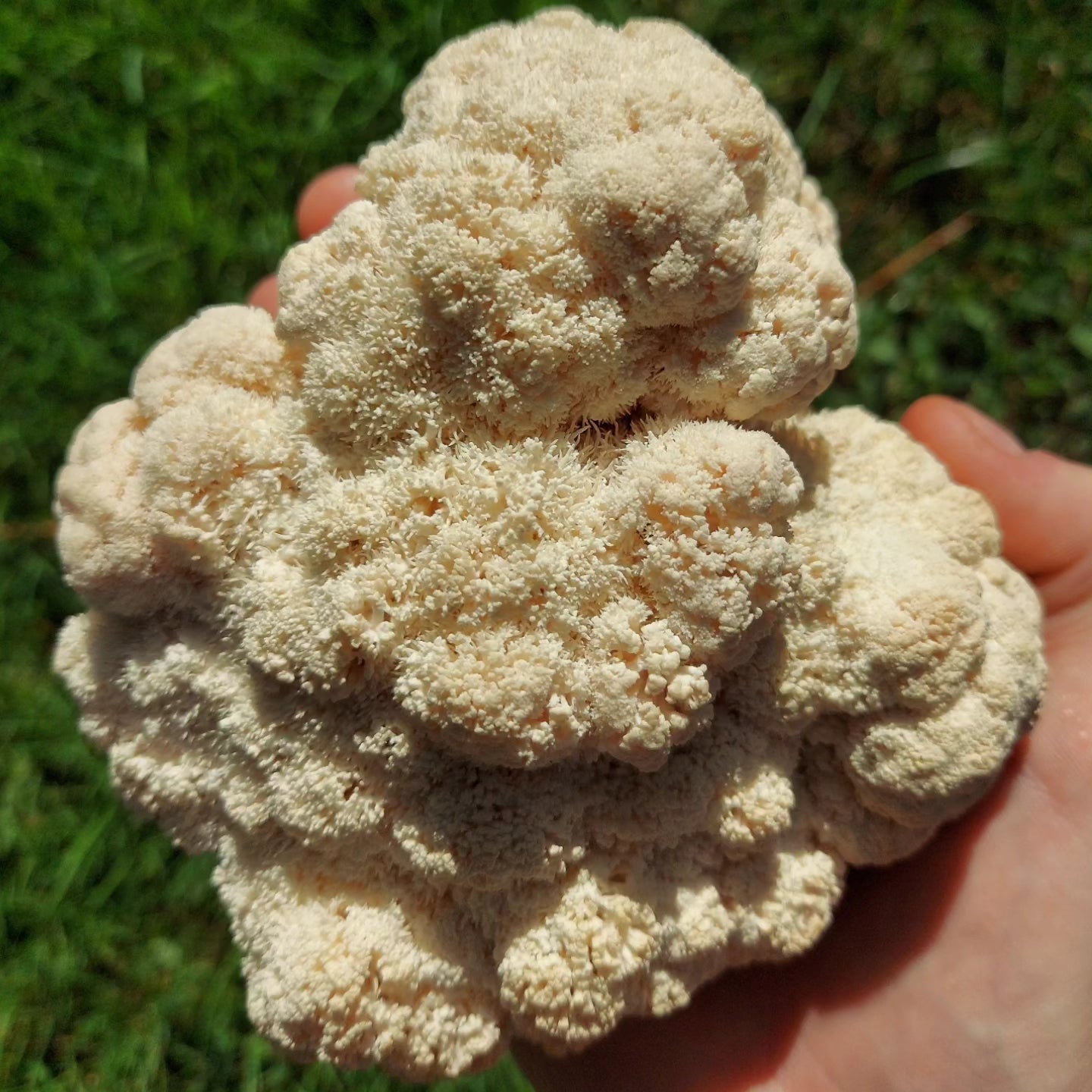 Lions Mane Grow Kit