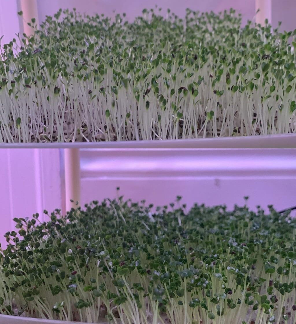 Microgreen Kit