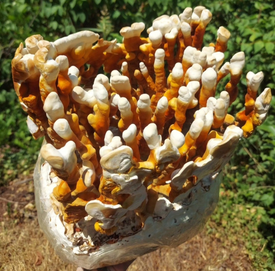 Antler Reishi Grow Kit