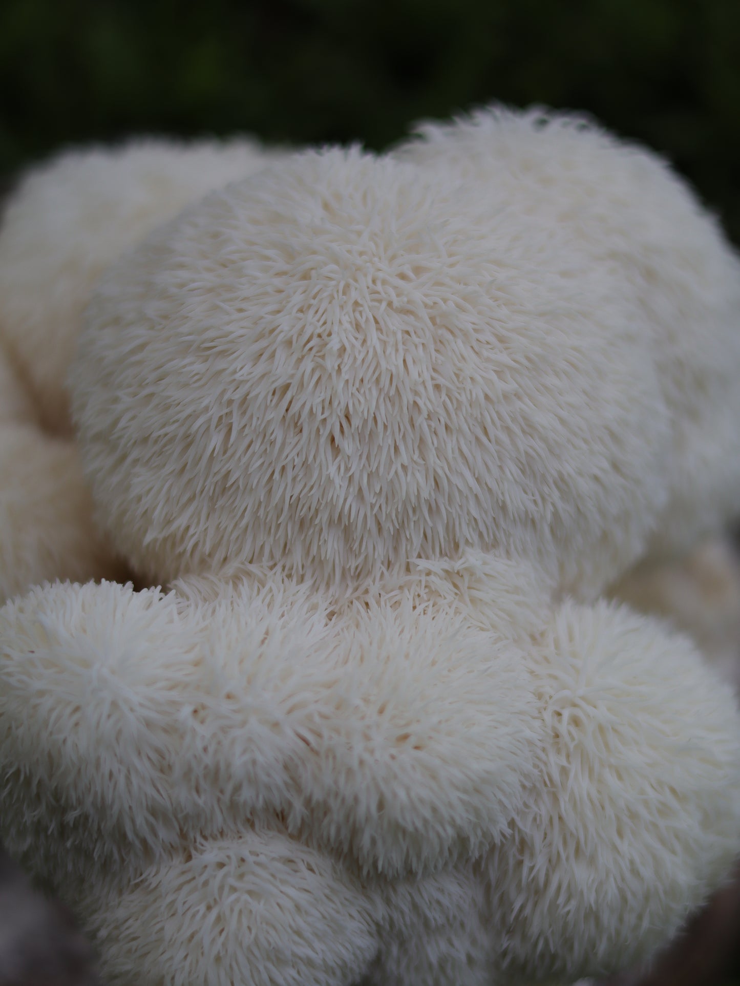 VA Wild Lions Mane Grow Kit