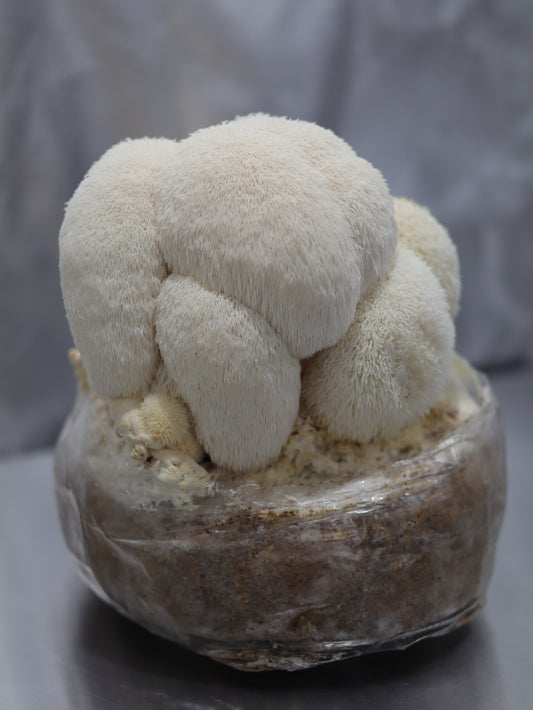 VA Wild Lions Mane Grow Kit
