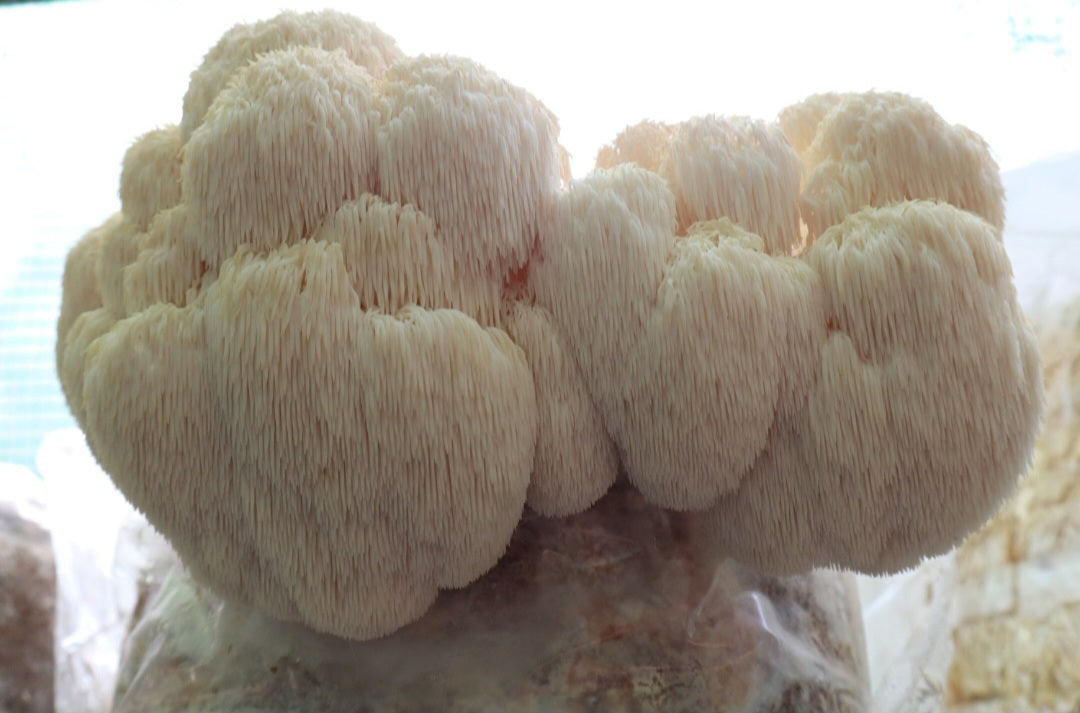 Lions Mane Grow Kit