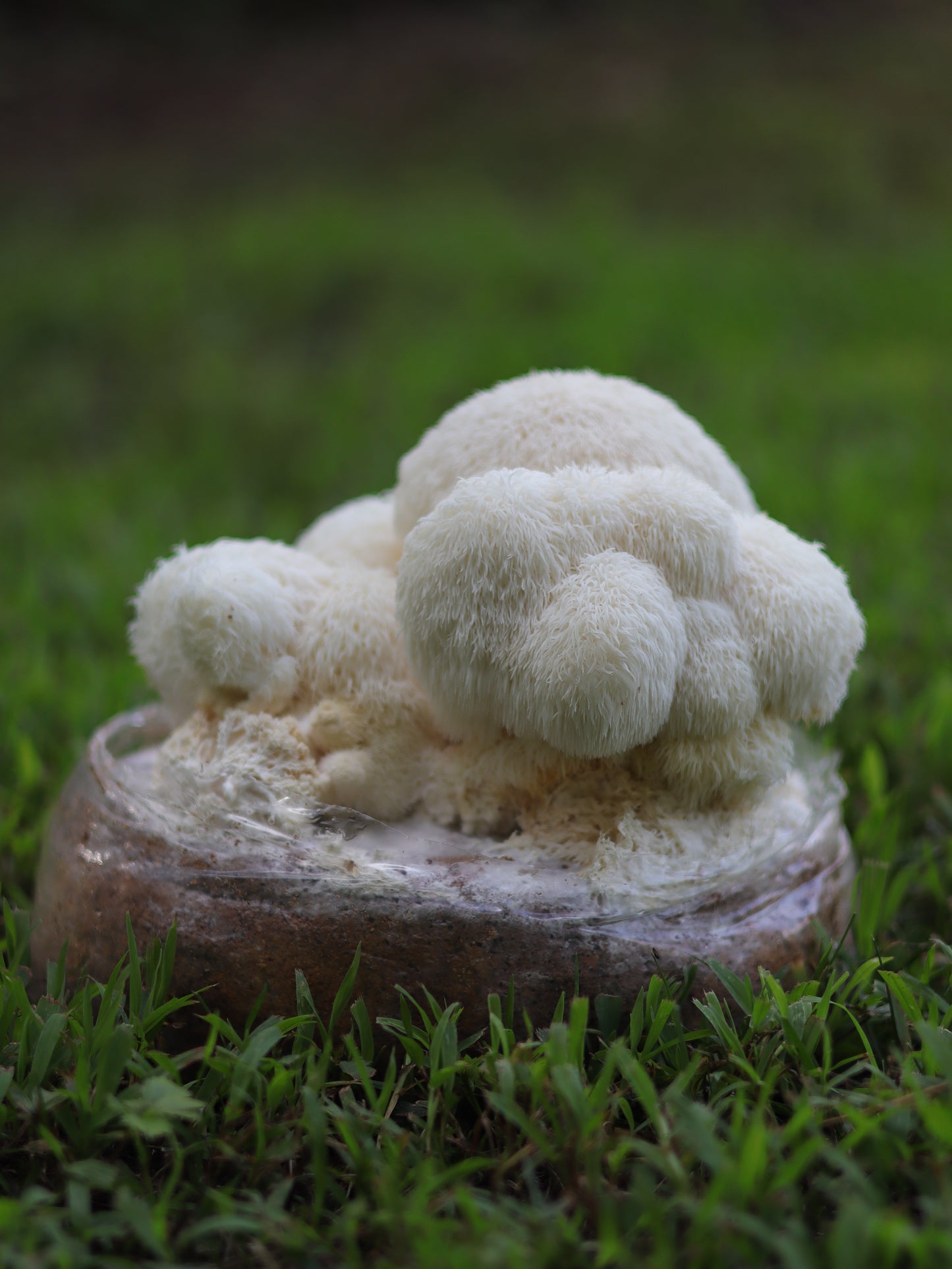 VA Wild Lions Mane Grow Kit