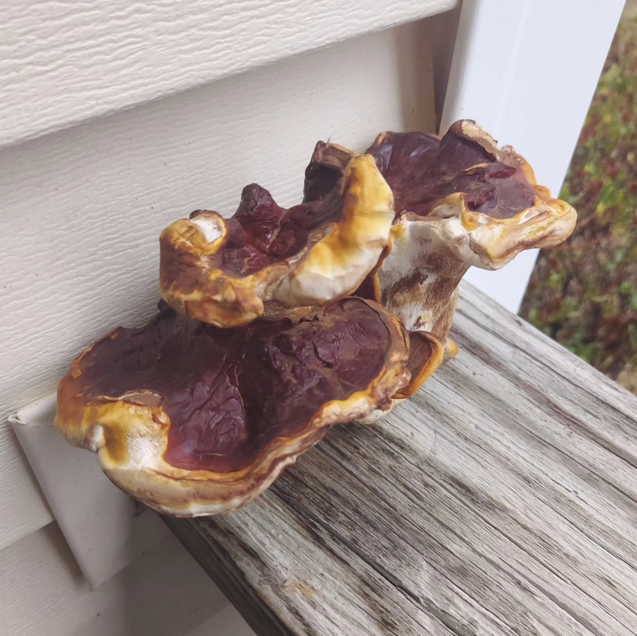 VA Wild Reishi Grow Kit