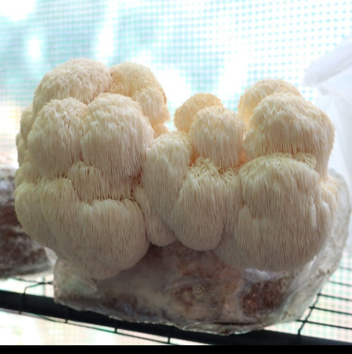 Lions Mane Grow Kit