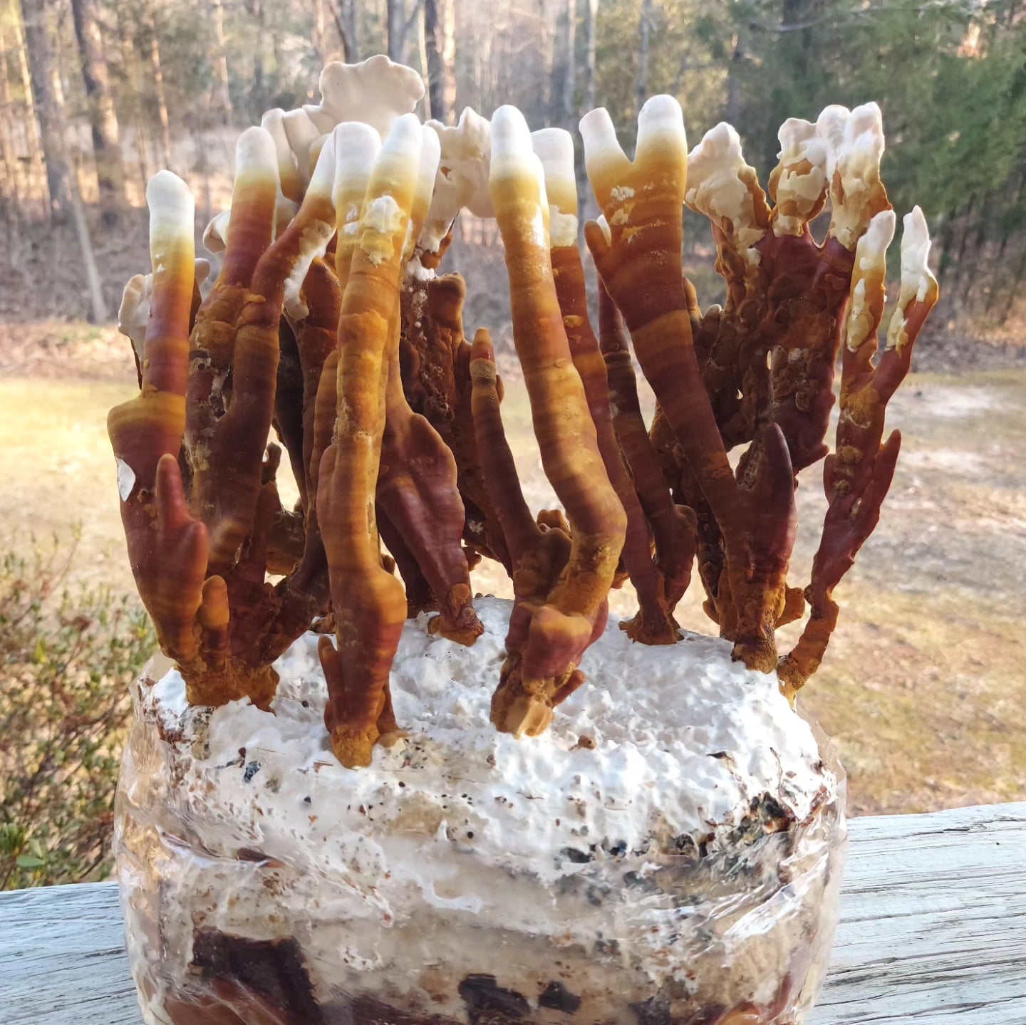 VA Wild Reishi Grow Kit